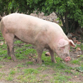 El purín porcino también es un subproducto muy rico en nutrientes